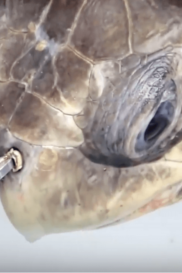 alt="Skip the plastic straws as they effect sea life."
