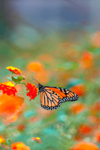 alt="Holly River State Park vacation idea for introverts who love Wildflowers"