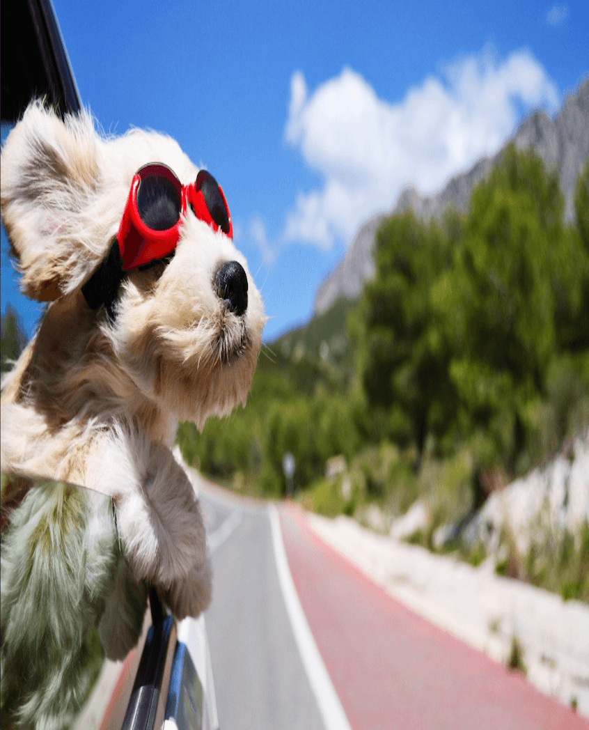 alt="Road Trips Dog in Window"